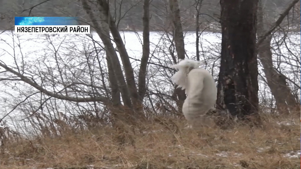В Нязепетровске установили кормушку для йети