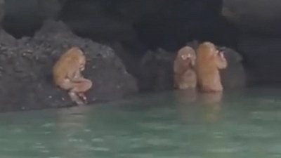 Странные существа напугали туристов в Таиланде