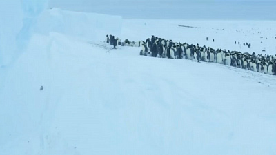 Спасение стаи пингвинов из скользкой ловушки попало на видео
