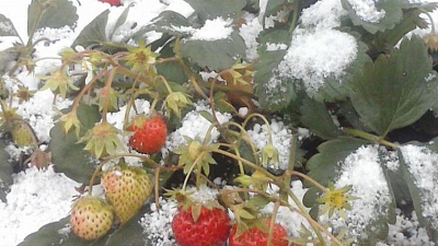 Как укрыть землянику на зиму