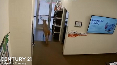 Момент чудесного спасения женщины от дикого оленя попал на видео