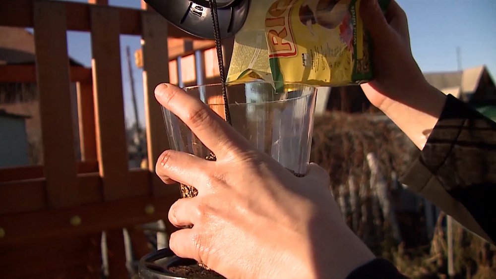 Садовые истории – кормушки для птиц