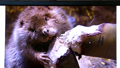 Бобры Южного Урала (часть 1)