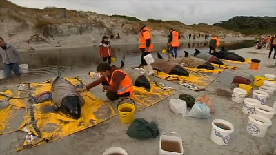 Карликовые касатки выбросились на берег в Новой Зеландии