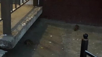 Стаи крыс у подъезда в центре Челябинска напугали местных жителей