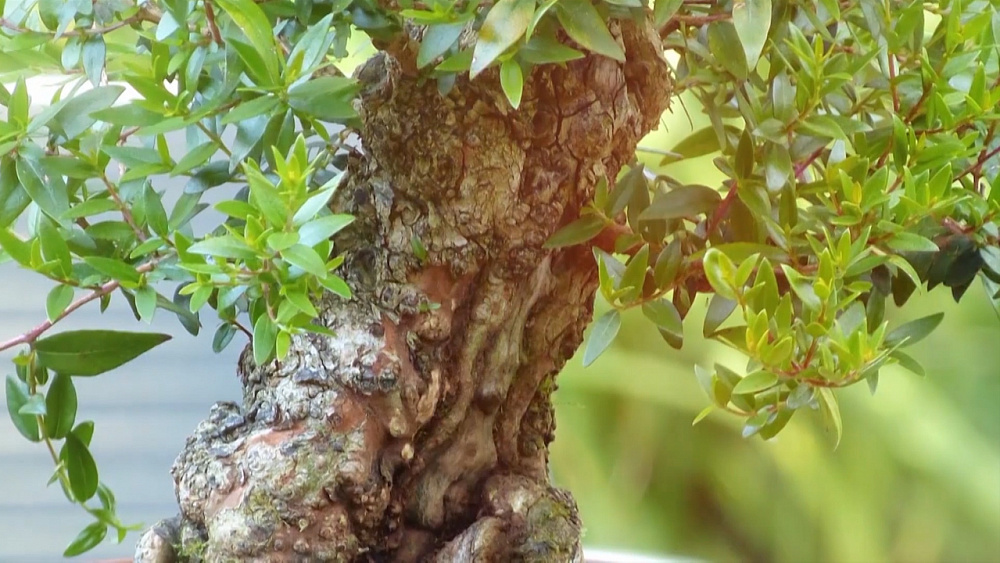 Садовые истории – выращивание мирта