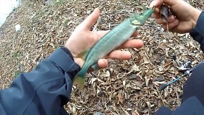 Чудо-рыбу из реки Миасс выловил местный житель