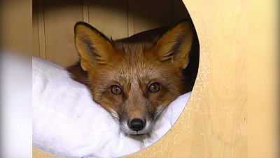 Горожане завели домашнюю лису