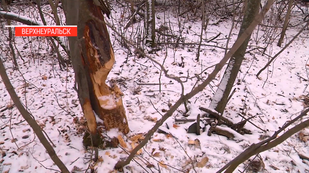 Бобры Южного Урала (часть 2)