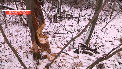 Бобры Южного Урала (часть 2)