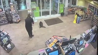 Бобры «на шопинге» стали настоящими звездами интернета