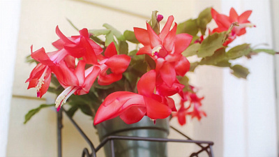 Садовые истории – Цветение зигокактусов 