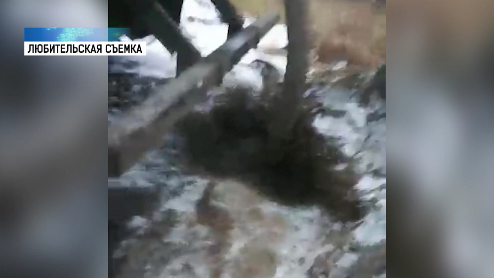 Ассенизаторы сливают нечистоты в Каштакском бору