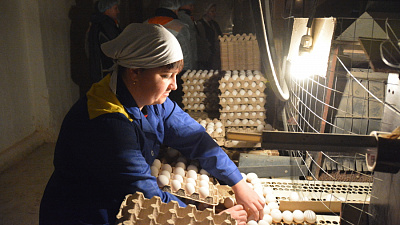 Южноуральский птицеводческий репродуктор будет поставлять яйца за границу