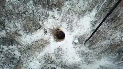 В Снежинске обнаружили медведя недалеко от города