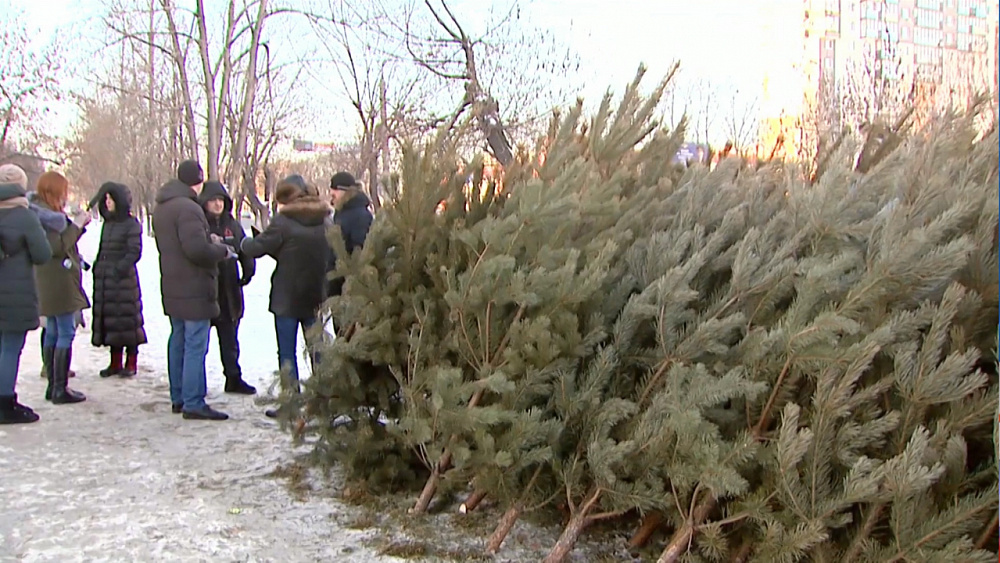 В Челябинске нашли 2 нелегальных ёлочных базара
