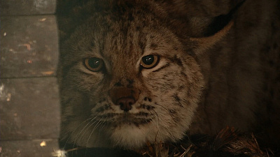 В Челябинске спасли сбитую на трассе рысь. Видео с результатами трехмесячной реабилитации