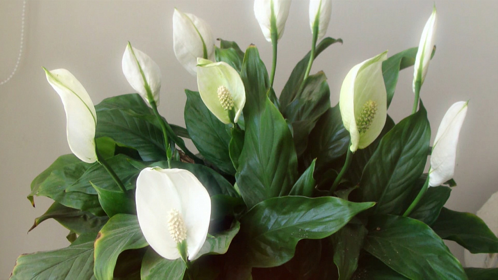 Спатифиллум и антуриум