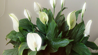 Спатифиллум и антуриум