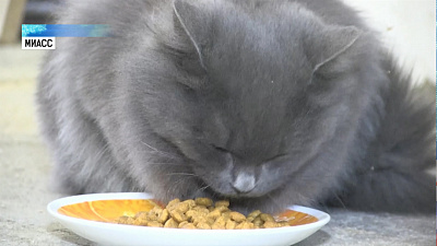 Найти кошку Люси помогли соцсети