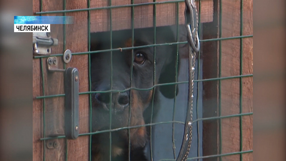 Владимир Бурматов провел экскурсию для школьников в приюте