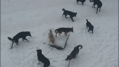 Стаи агрессивных собак возле детсада напугали жителей Коркино. ВИДЕО 