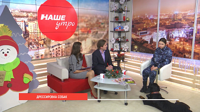 Дрессировка собак