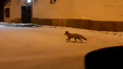 Ночные прогулки лисы по Копейску запечатлел на видео местный житель