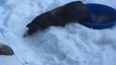 Зимнюю рыбалку выдр сняли на видео сотрудники зоопарка