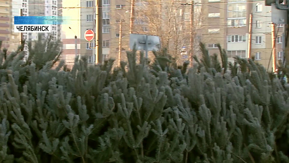 Депутаты Гордумы проверяют елочные базары