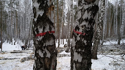В Челябинске остановили вырубку деревьев в сквере на улице Захаренко