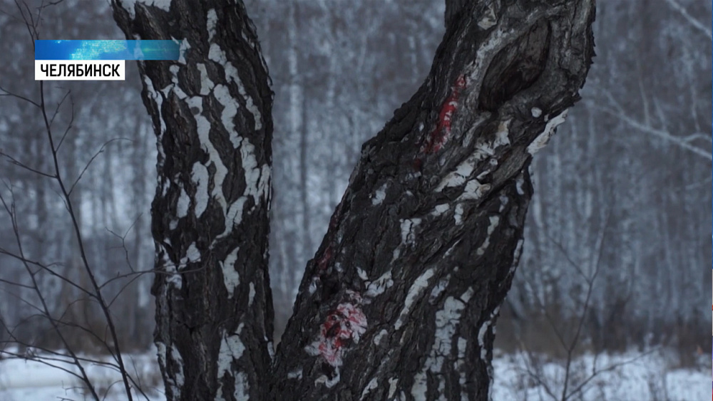 Челябинцы остановили вырубку деревьев в сквере