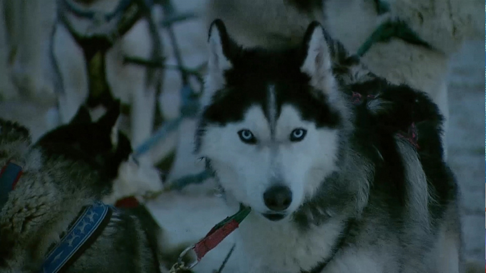Школьники приехали на экскурсию в хаски-центр