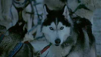 Школьники приехали на экскурсию в хаски-центр