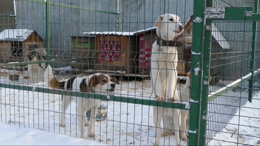 6 будок и 150 килограммов корма получил приют для животных 