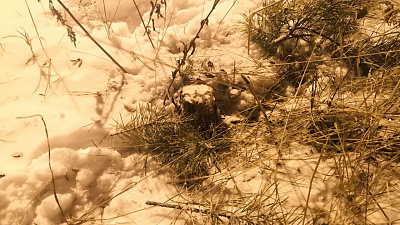 Елки-палки: сосну на детской площадке в микрорайоне Парковый спилили вандалы