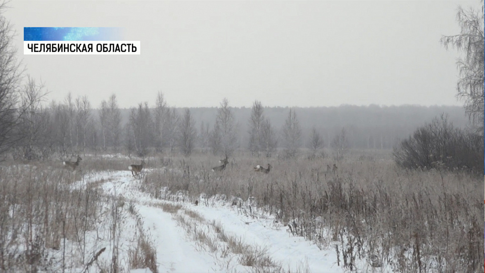 Кабанов подкармливают горохом и кукурузой