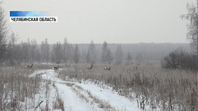 Кабанов подкармливают горохом и кукурузой