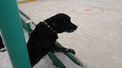 Четвероногий хоккейный фанат повеселил челябинцев