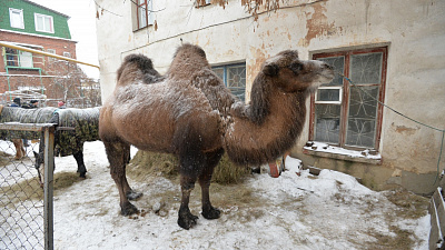 В Челябинске накануне Нового года спасают от замерзания и смерти символ города – верблюда
