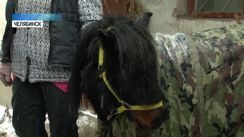 Челябинка устроила под окнами контактный зоопарк