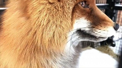 Челябинская лисица пообещал горожанам отменить зиму (но это не точно)