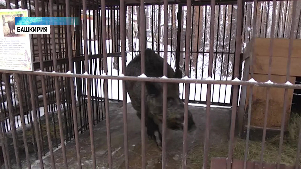 В зоопарке курорта Абзаково живет символ года