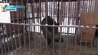 В зоопарке курорта Абзаково живет символ года