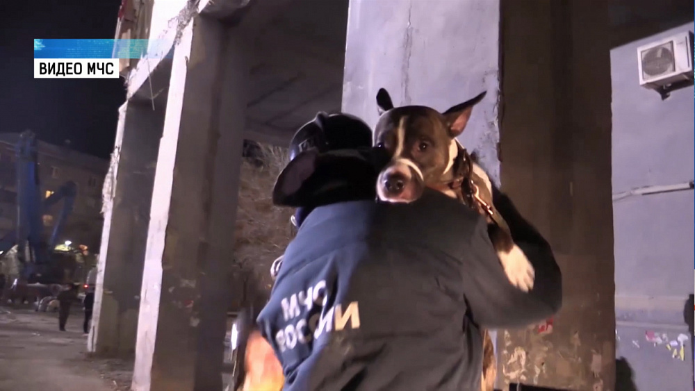 Сотрудники МЧС спасли животных