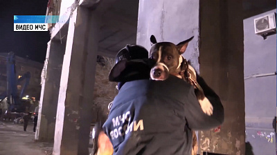 Сотрудники МЧС спасли животных