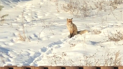 Лисица со «здоровенным хвостярой» удивила жителей Миасса. ВИДЕО