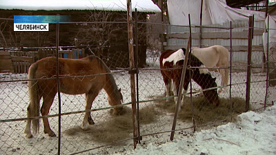 Зверей из «зоопарка» под окнами вернули в конюшни 