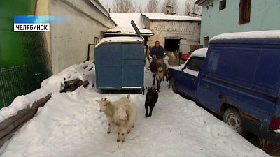 Новогодние ёлки можно отвезти в приют для животных