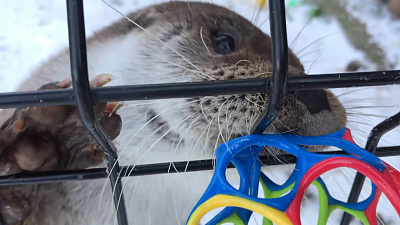 «Капитан Истерика» отобрал мяч у сотрудницы Челябинского зоопарка. ВИДЕО